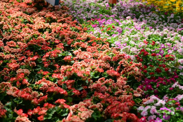 Constructeur piscine toulouse : réinventez votre espace aquatique